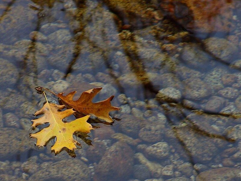 Autumn leaves in clear water