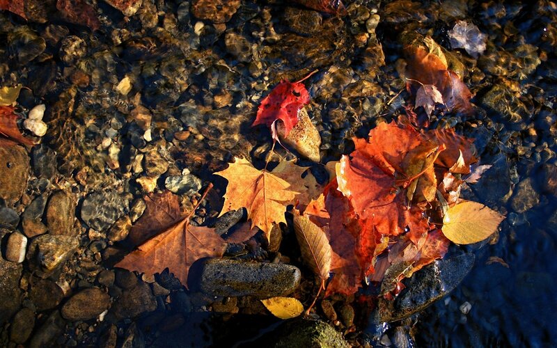 Autumn leaves in clear water