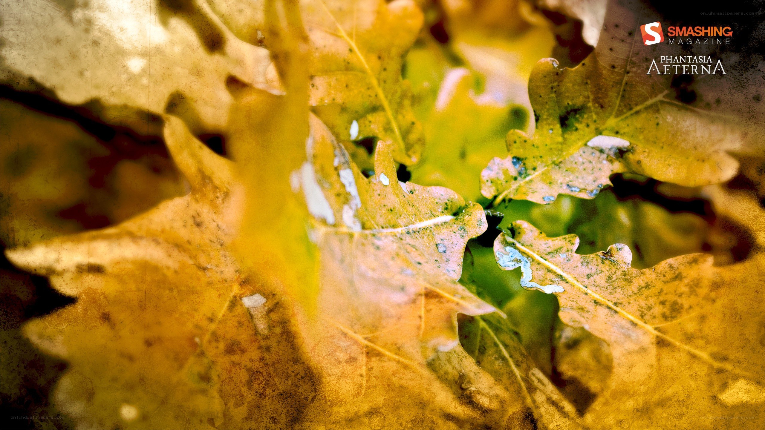 Autumn leaves in close-up