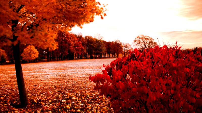 Autumn Leaves in Field
