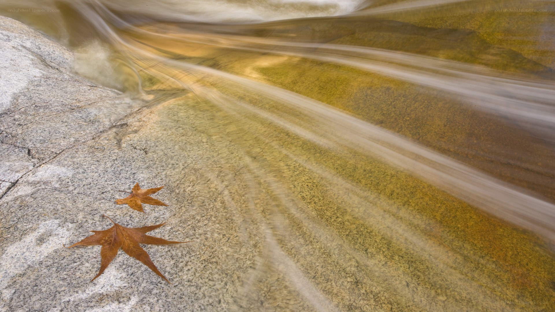 Autumn leaves in flowing stream