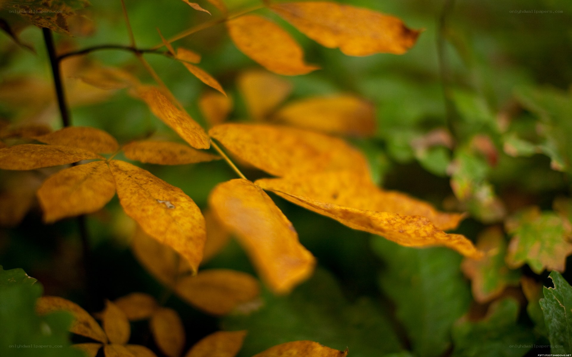 autumn leaves in focus