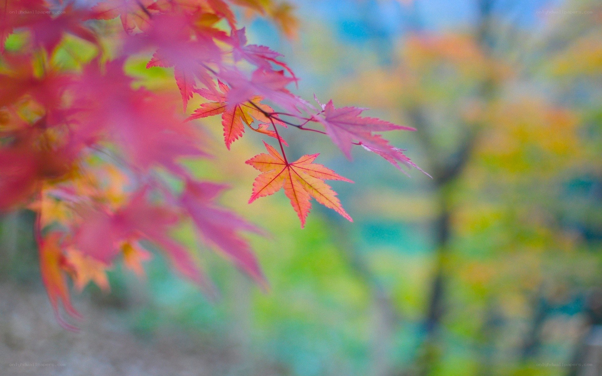 autumn leaves in focus