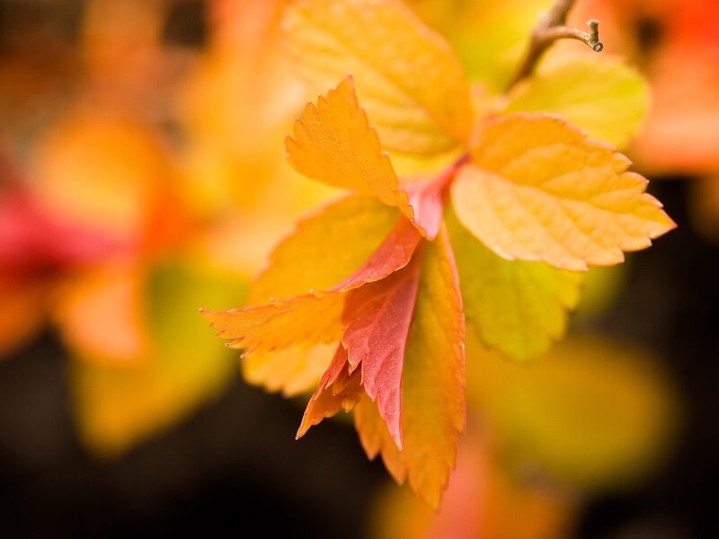 autumn leaves in focus