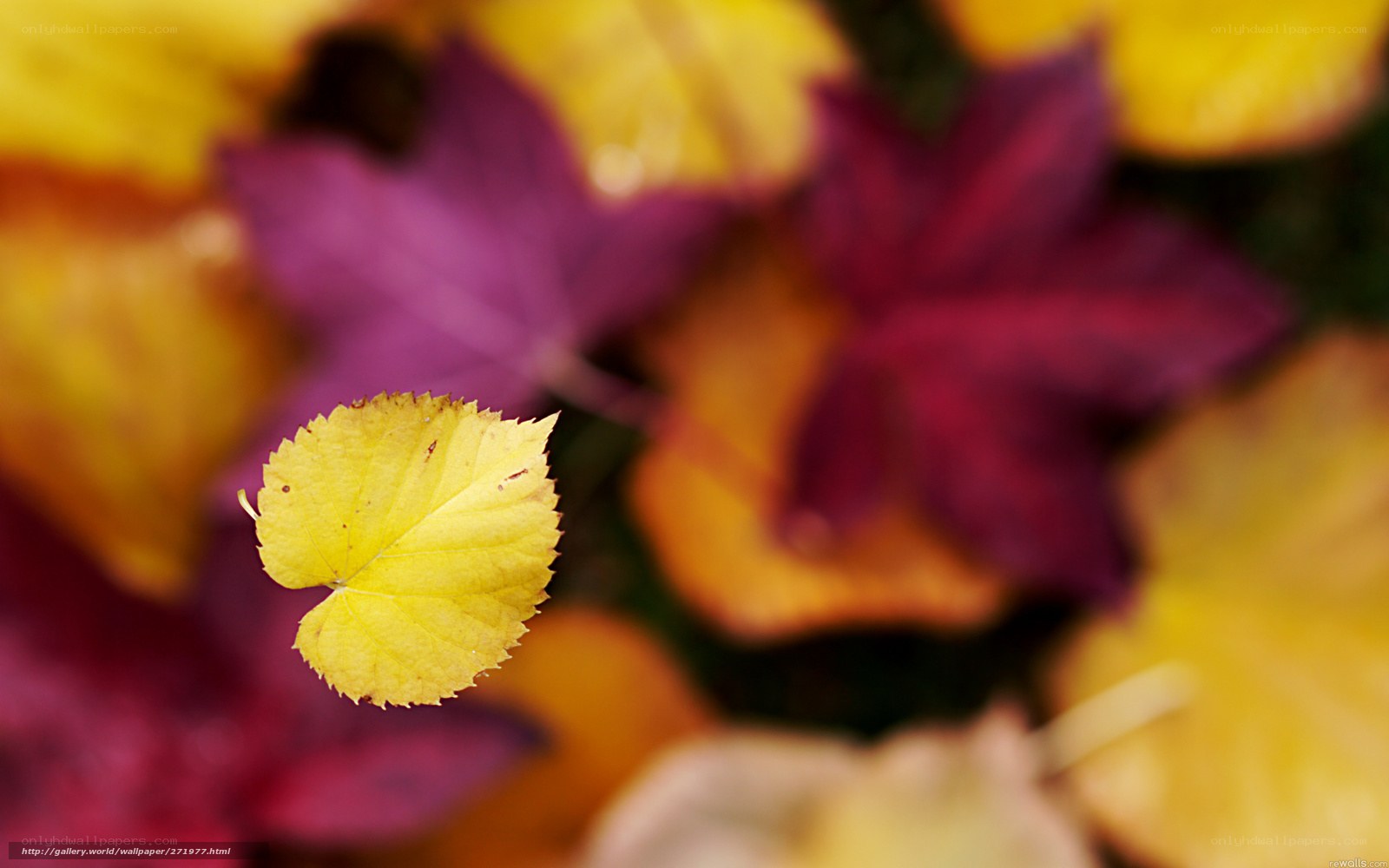 Autumn leaves in focus