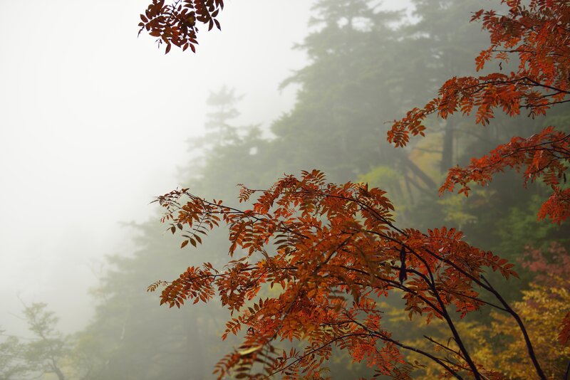 Autumn Leaves in Fog — Orange