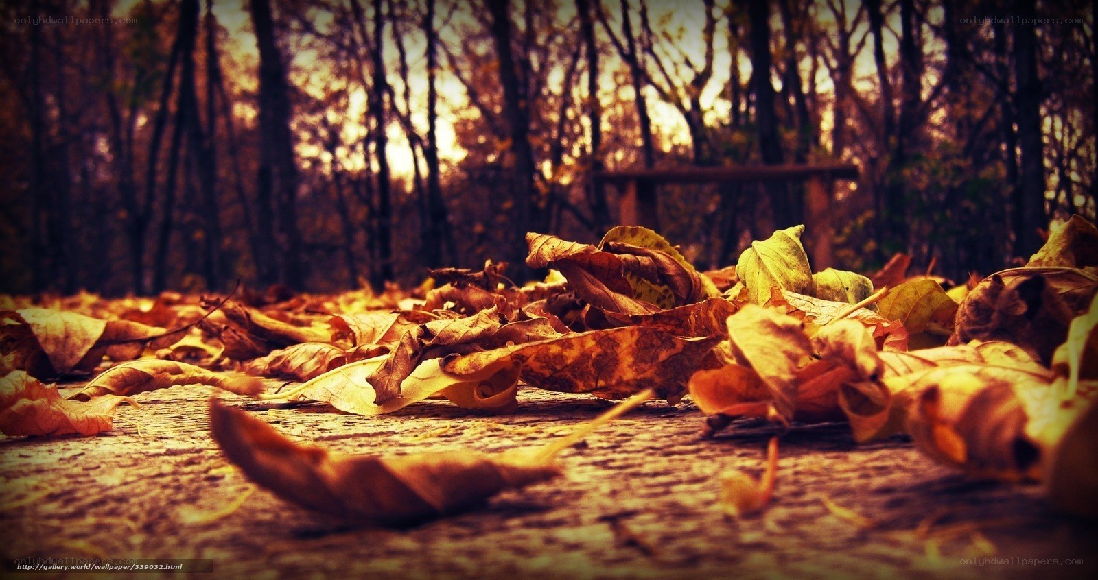 Autumn leaves in forest