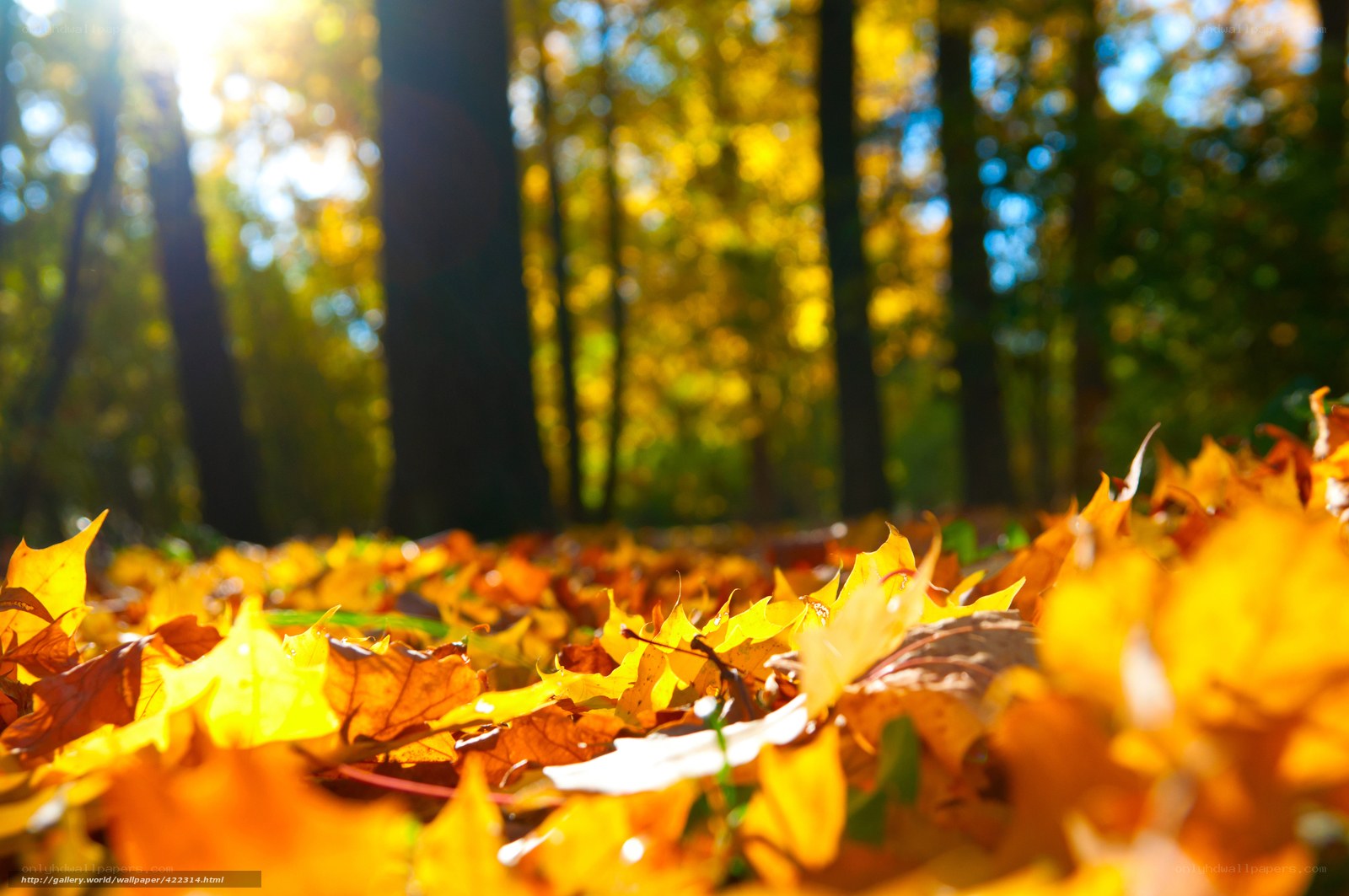 Autumn leaves in forest
