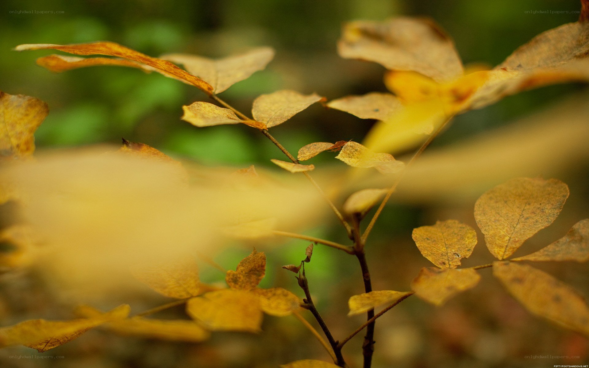 autumn leaves in forest