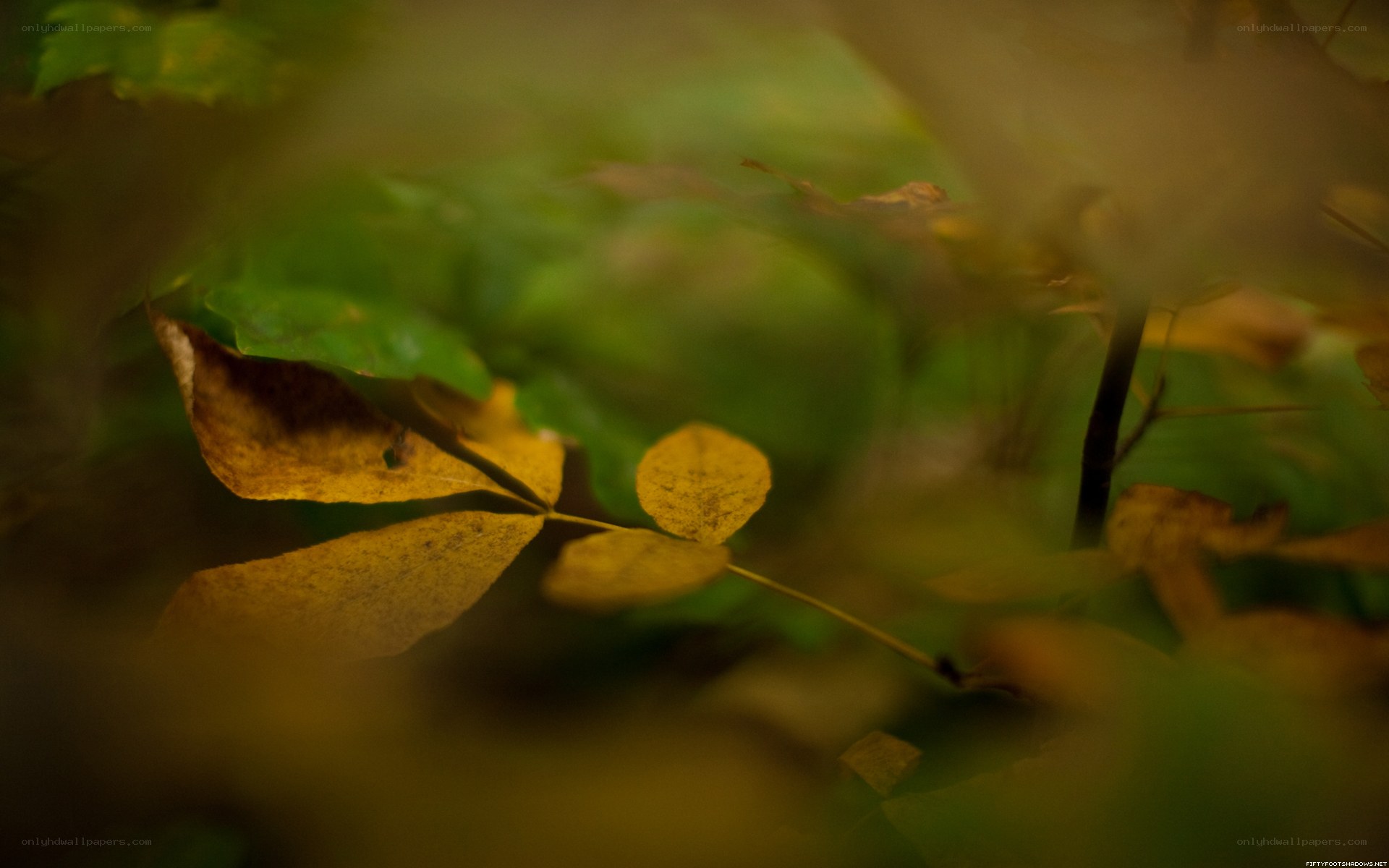 autumn leaves in forest