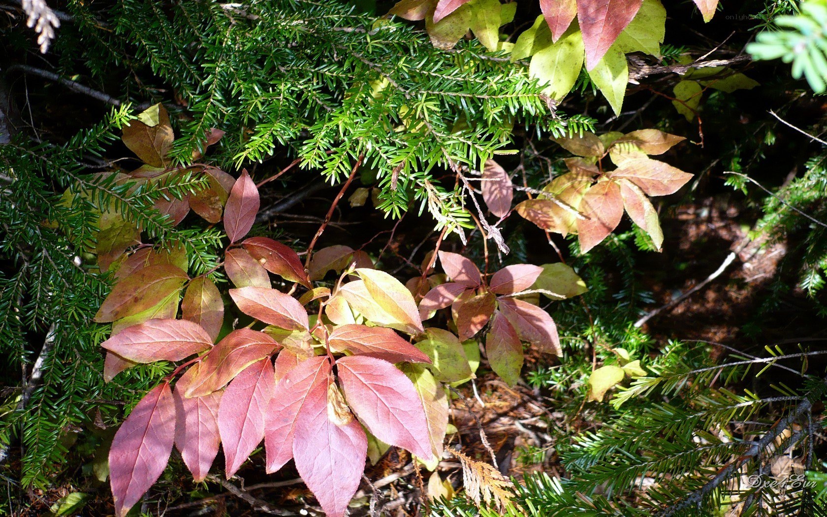 autumn leaves in forest