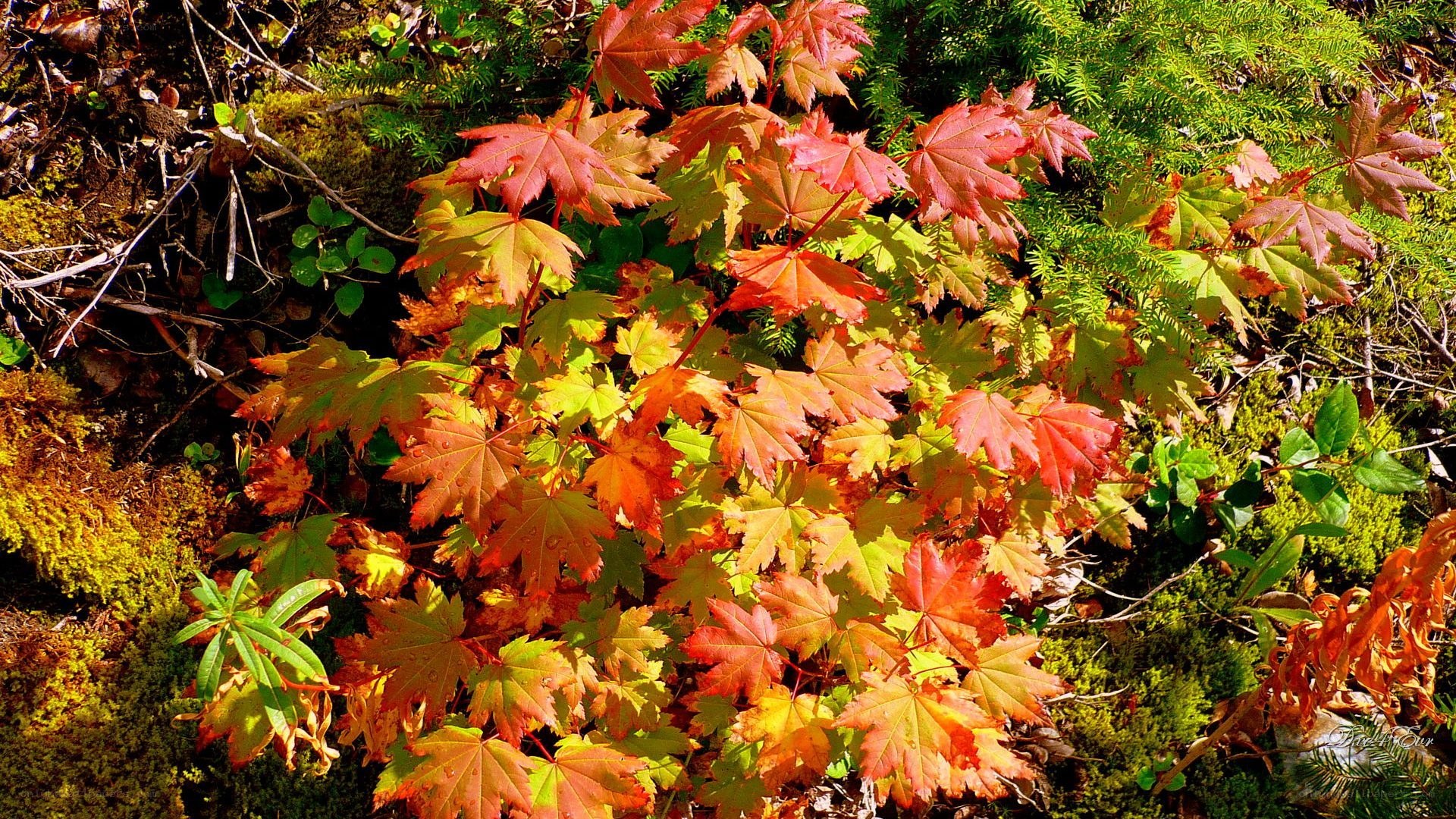 Autumn leaves in forest
