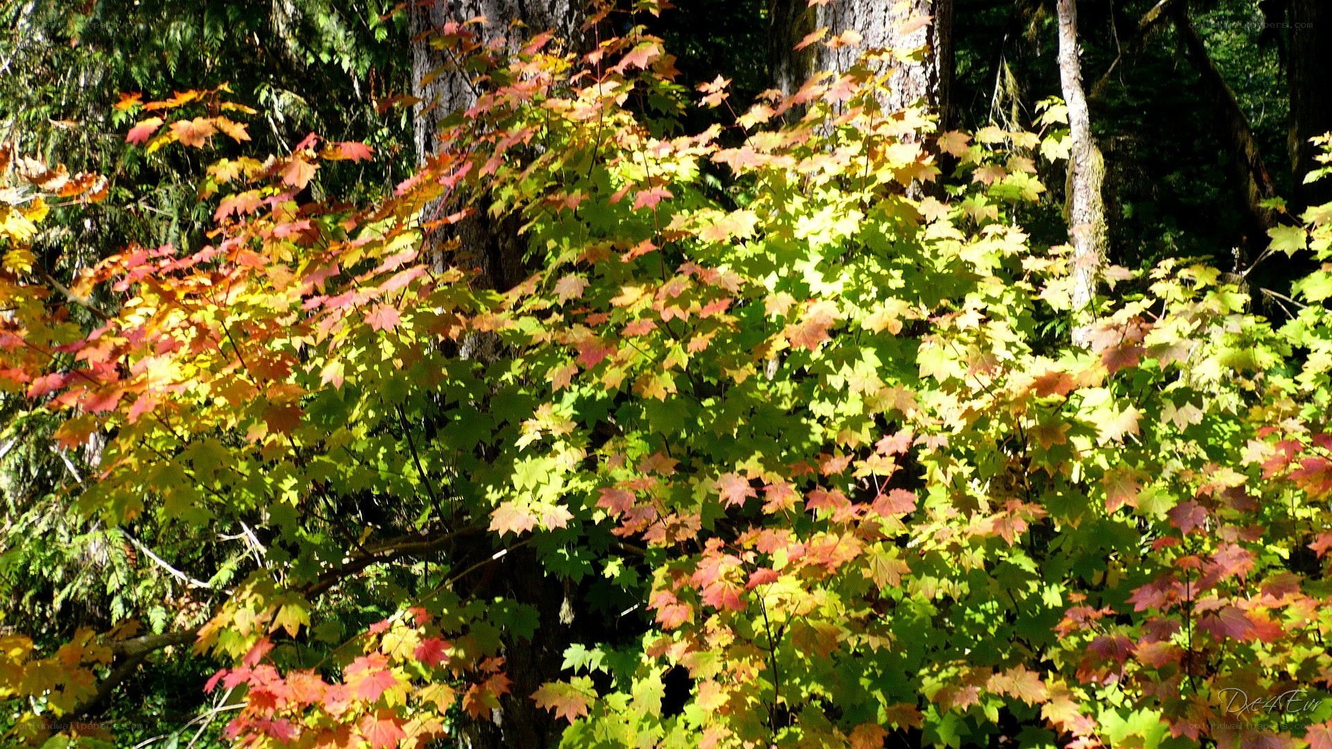 Autumn leaves in forest