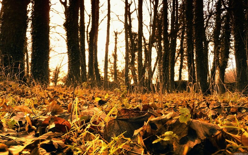 Autumn Leaves in Forest — Brown, Serene, Photograph, Trees, Fallen Leaves