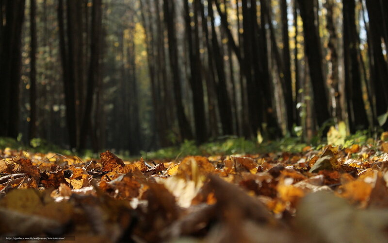 Autumn Leaves in Forest — Brown, Serene