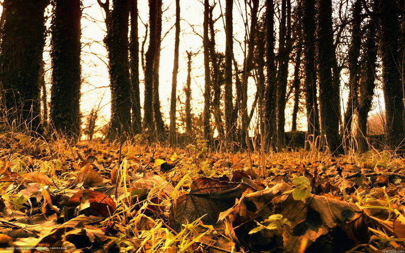 Autumn Leaves in Forest — Brown