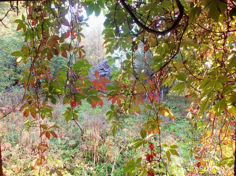 Autumn Leaves in Forest — Green, Serene