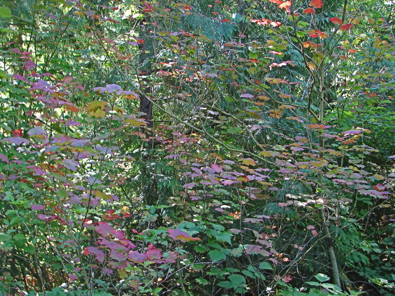 Autumn Leaves in Forest — Green