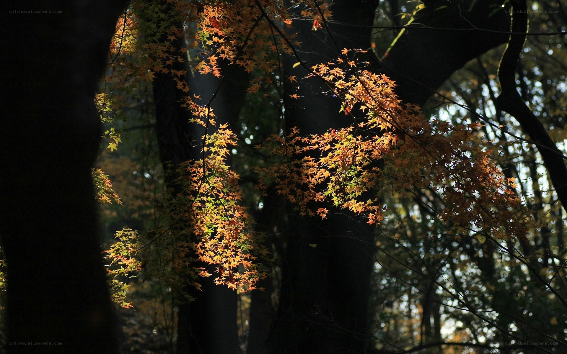 Autumn leaves in forest light