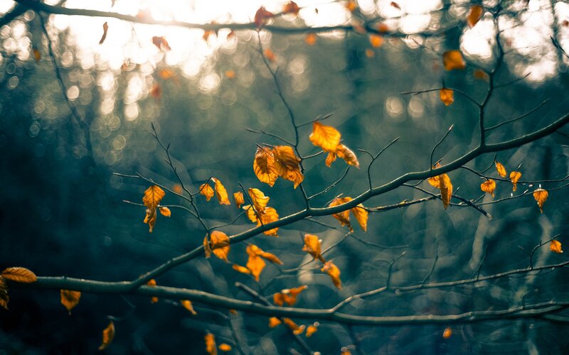 Autumn leaves in forest light