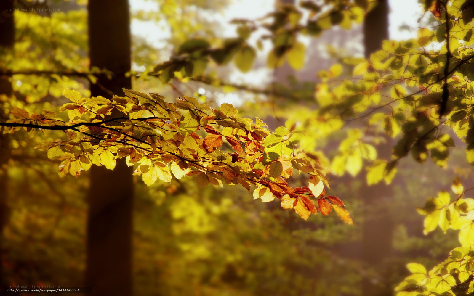 Autumn leaves in forest light