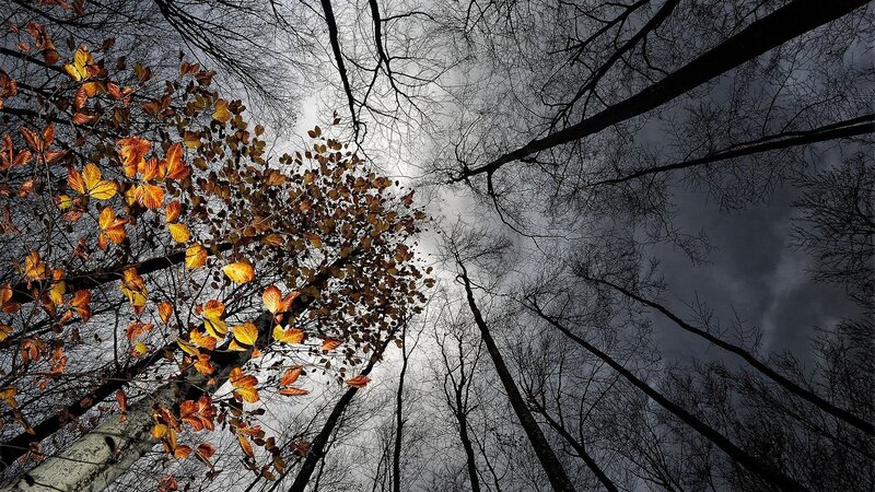 Autumn Leaves in Forest — Orange, Dramatic, Photograph