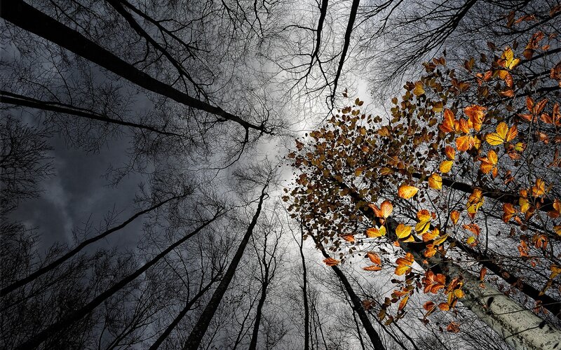 Autumn Leaves in Forest — Orange, Dramatic