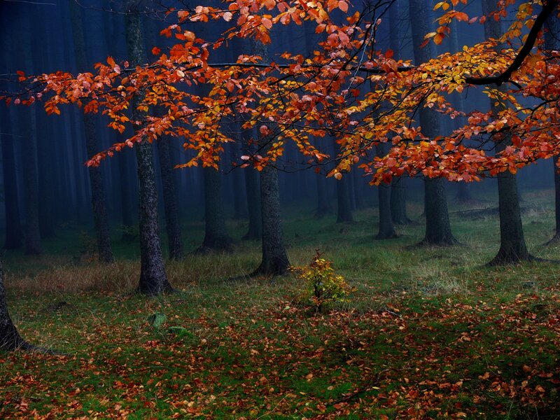 Autumn Leaves in Forest — Orange, Misty