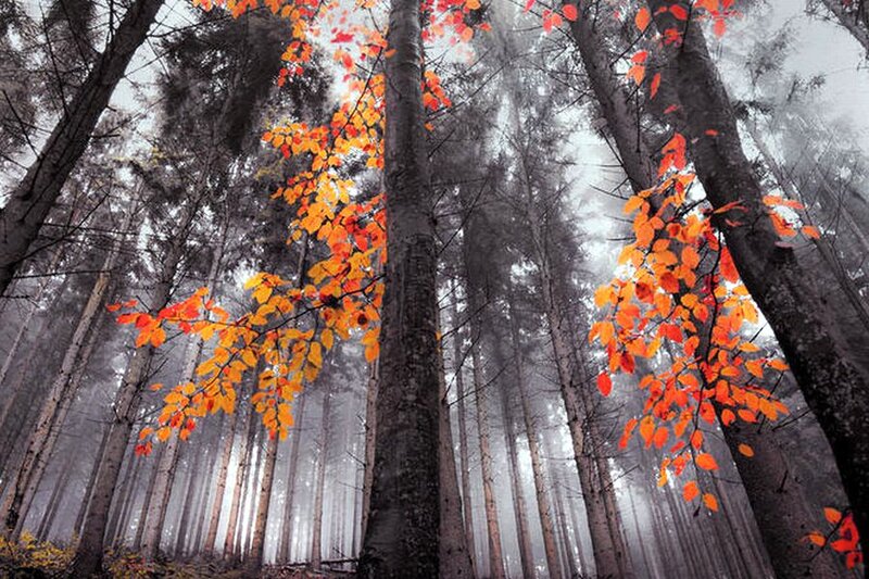 Autumn Leaves in Forest — Orange