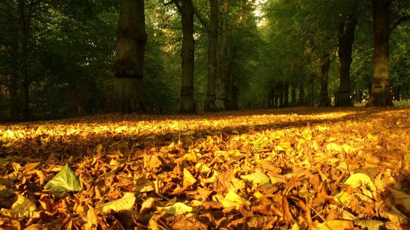 Autumn Leaves in Forest — Yellow, Serene, Photograph, Trees, Sunlight, Ground