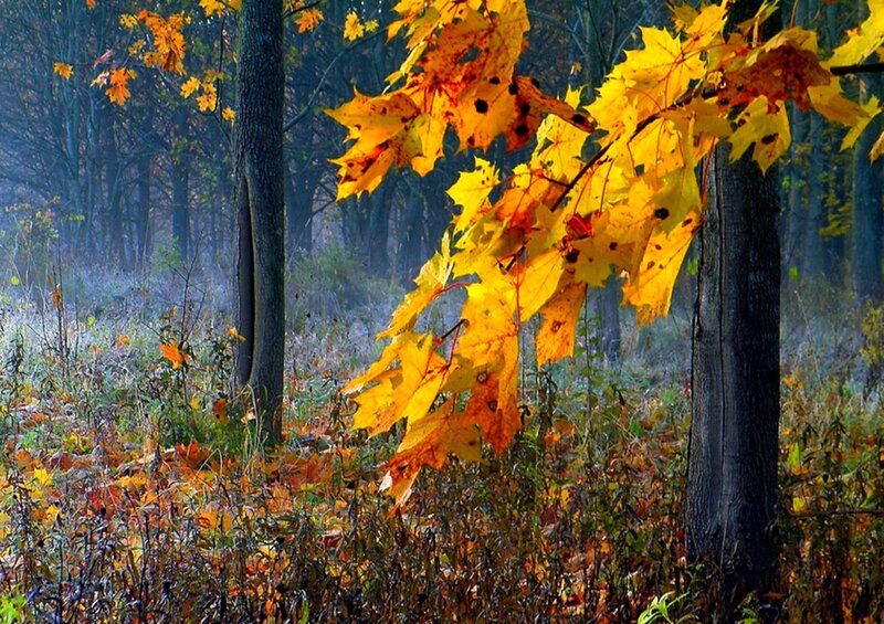 Autumn Leaves in Forest — Yellow, Serene, Photograph, Trees