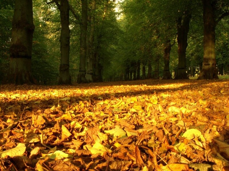Autumn Leaves in Forest — Yellow, Serene