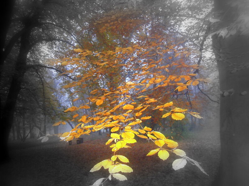 Autumn Leaves in Forest — Yellow