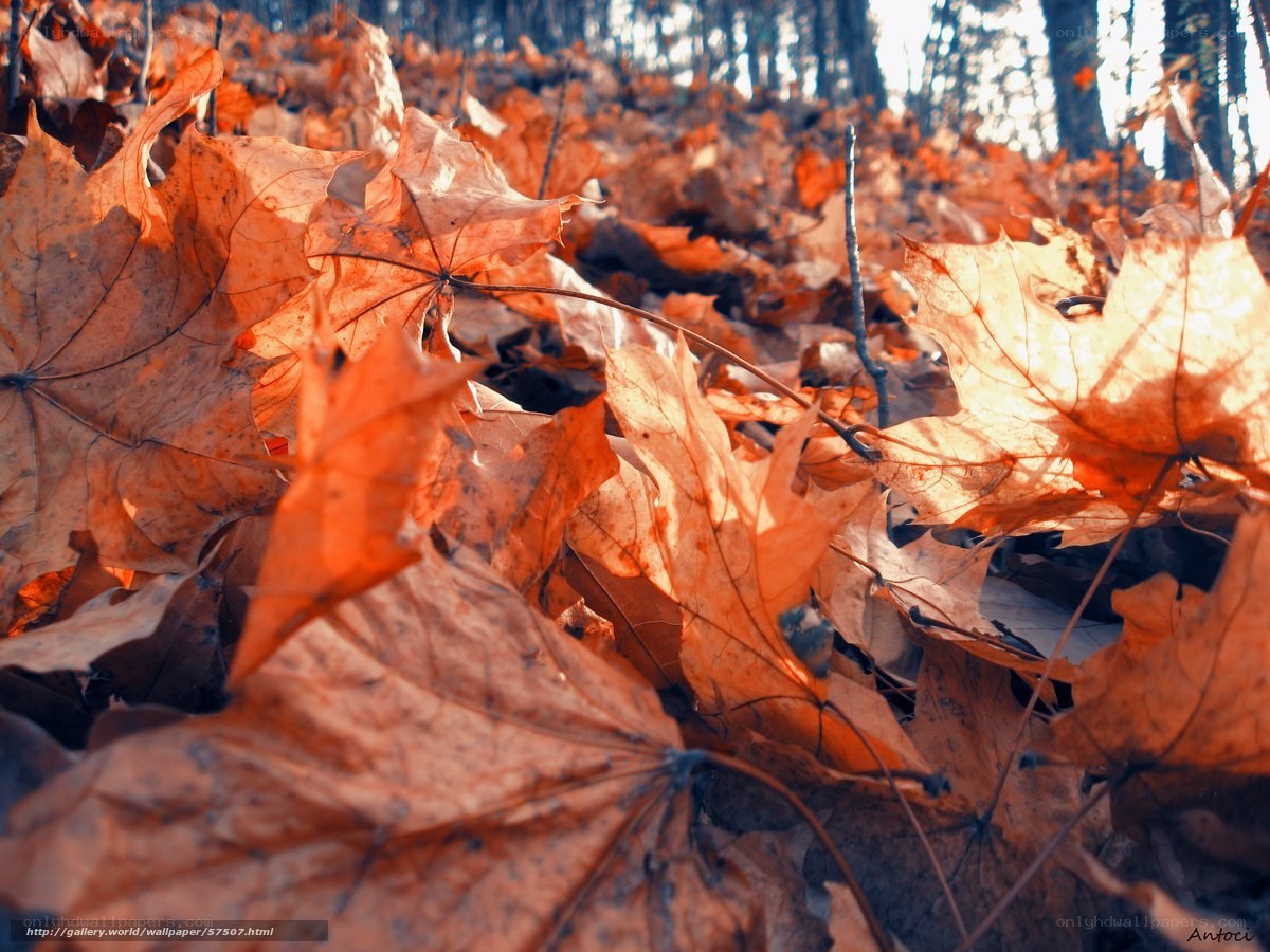 Autumn leaves in forest