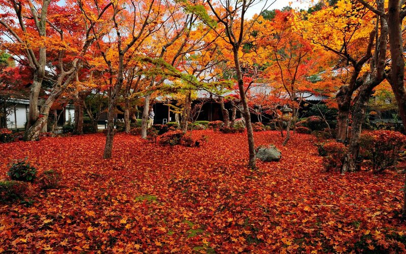 Autumn Leaves in Garden — Red, Serene, Photograph, Trees