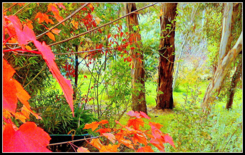 Autumn Leaves in Garden