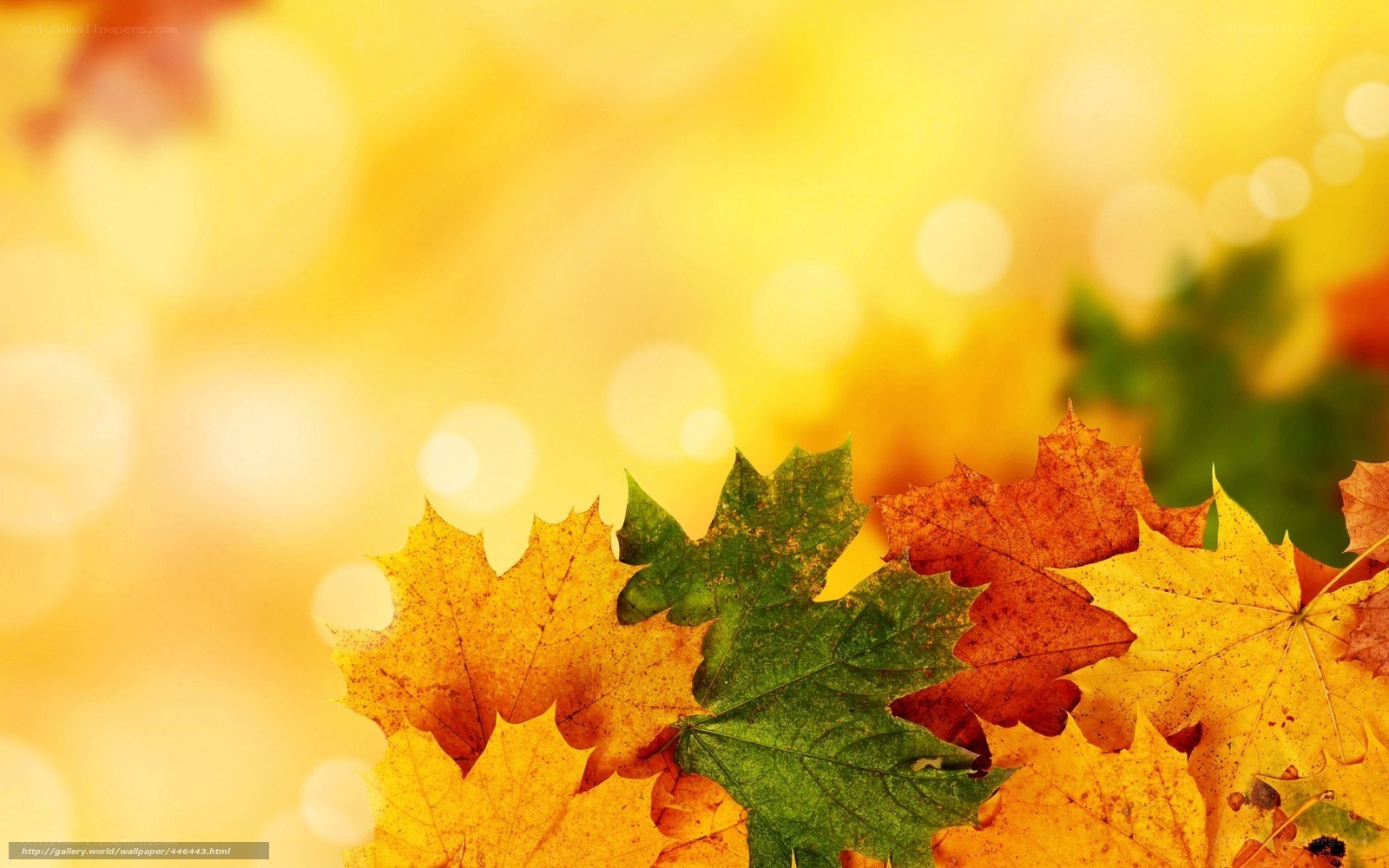 Autumn leaves in golden light