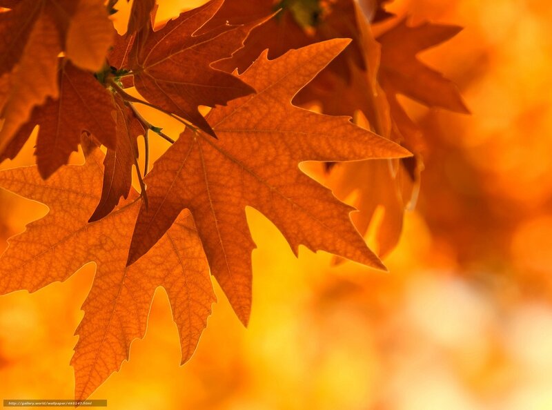 Autumn leaves in golden light
