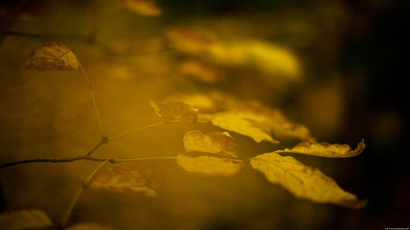 autumn leaves in golden light