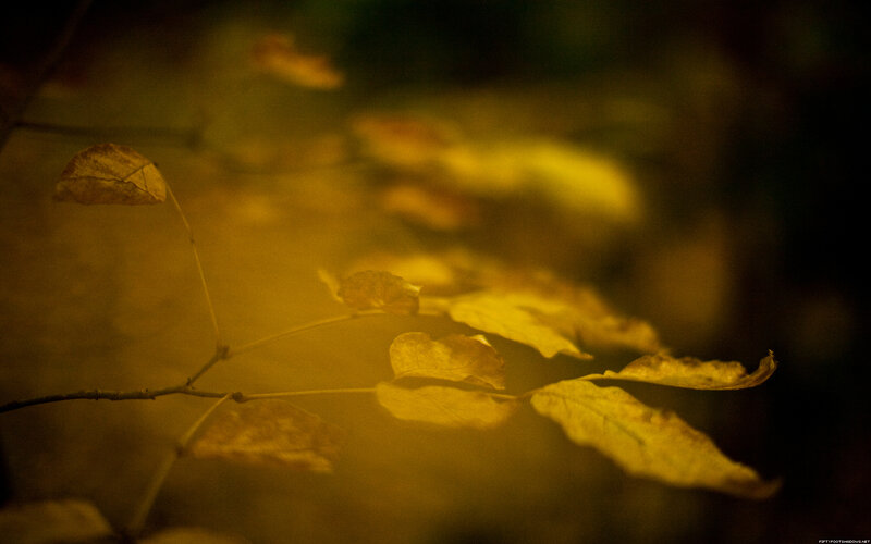 autumn leaves in golden light