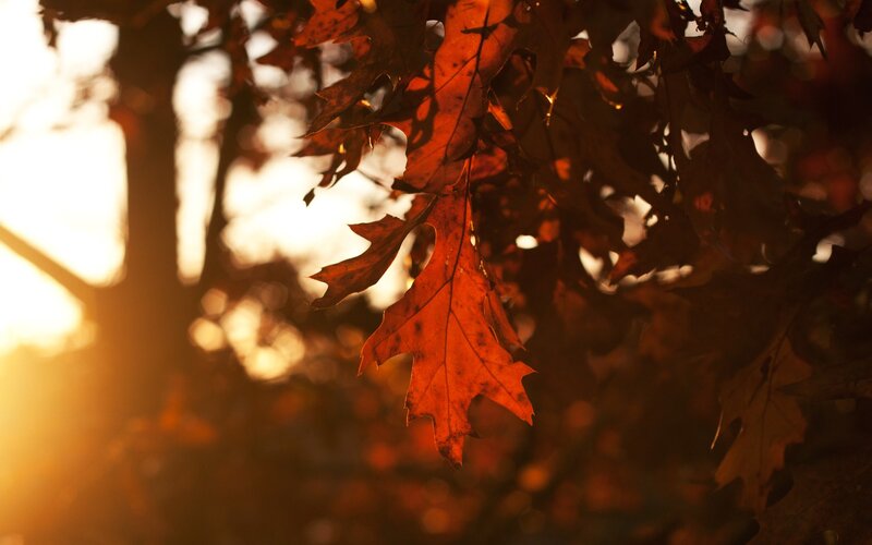 Autumn leaves in golden light