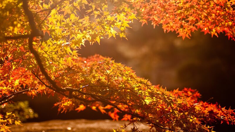 Autumn leaves in golden light