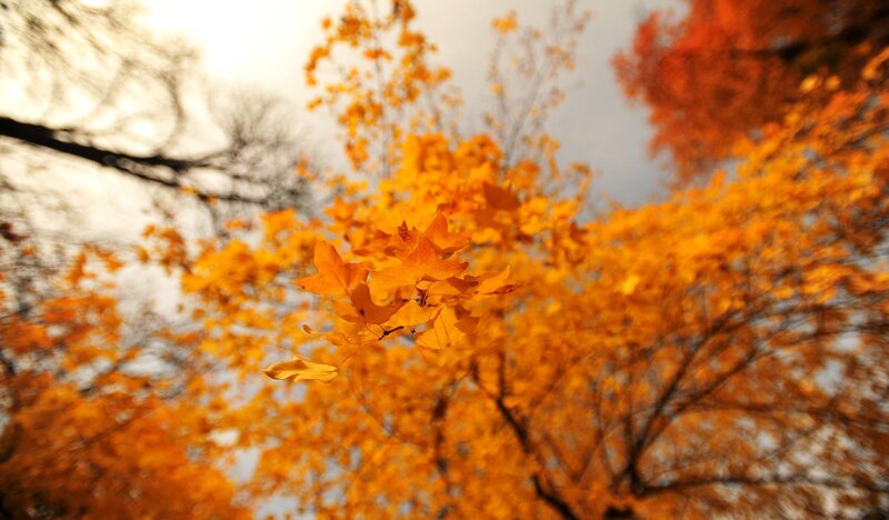 Autumn leaves in golden light