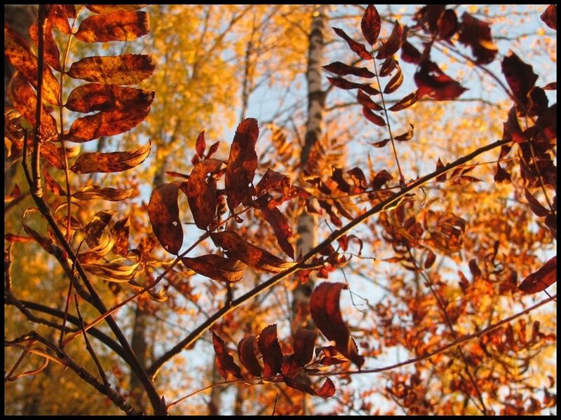 Autumn leaves in golden light