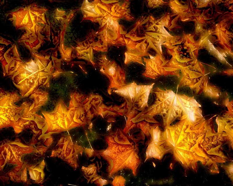 Autumn leaves in golden light