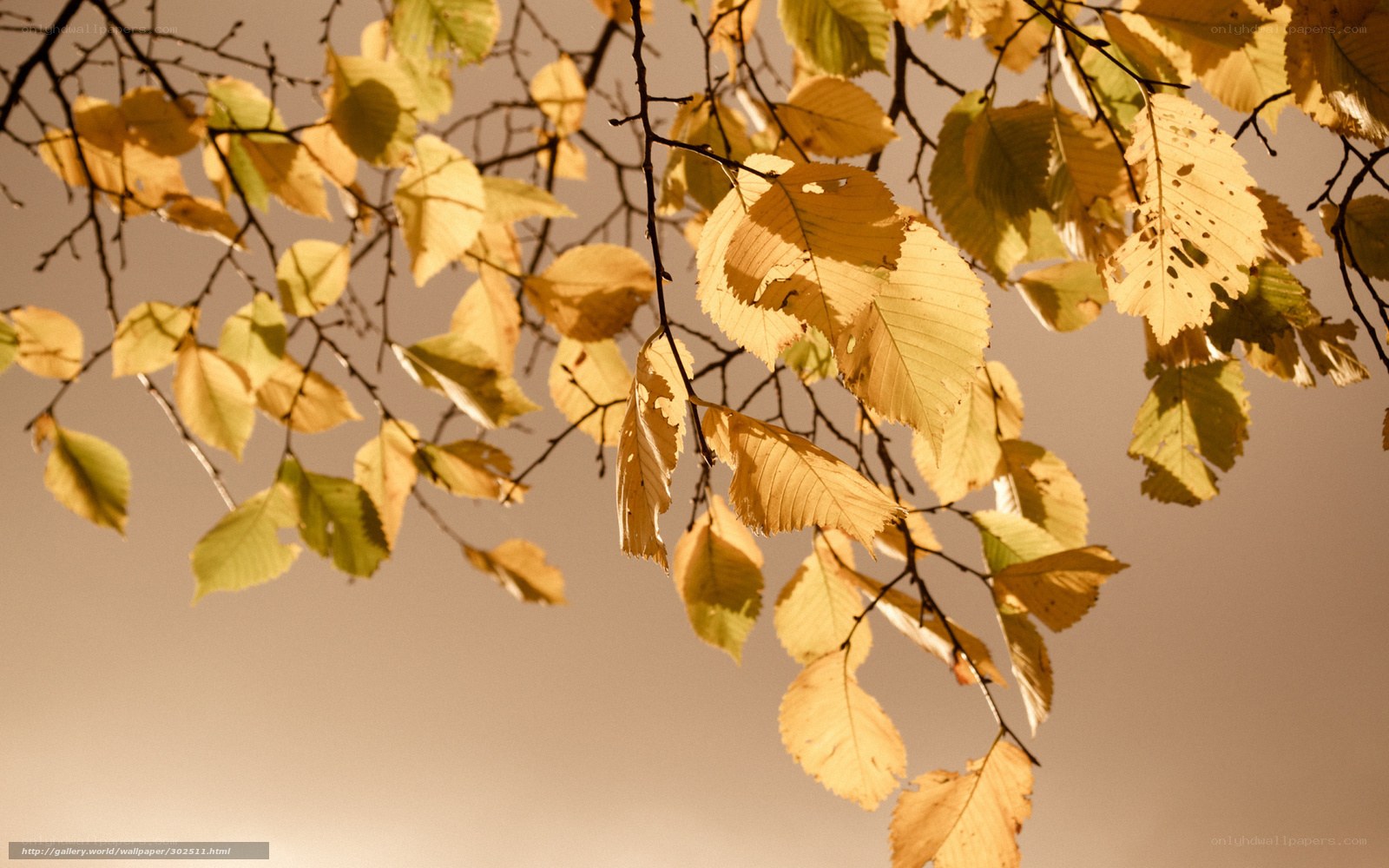 Autumn leaves in golden light