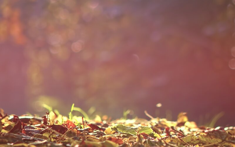 Autumn leaves in golden light