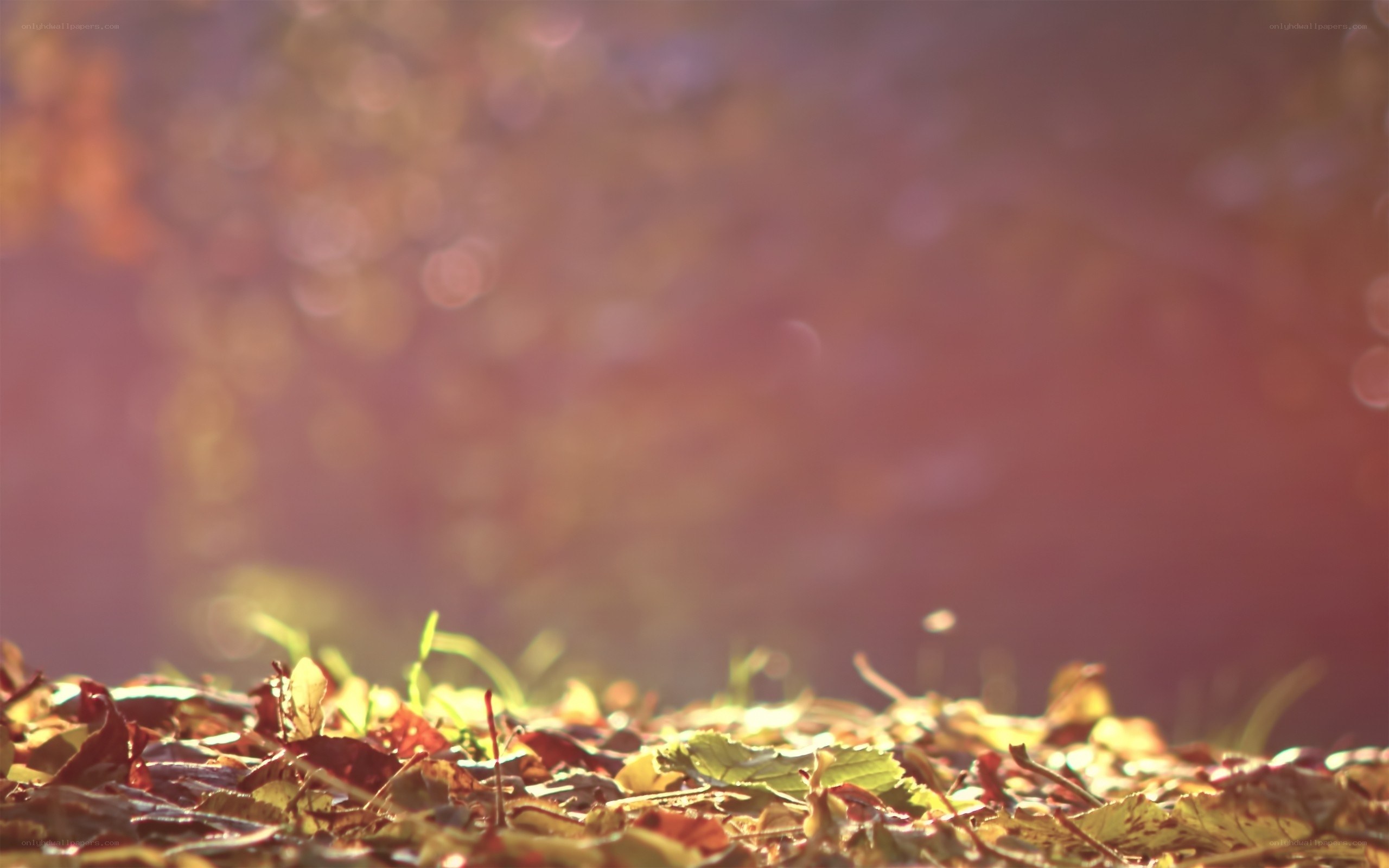 Autumn leaves in golden light