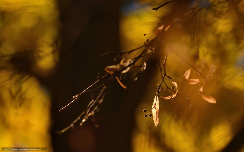Autumn leaves in golden light