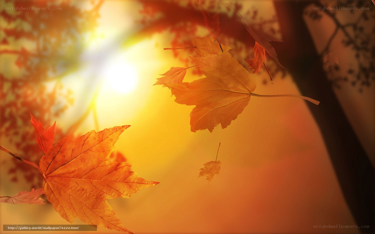 Autumn leaves in golden light